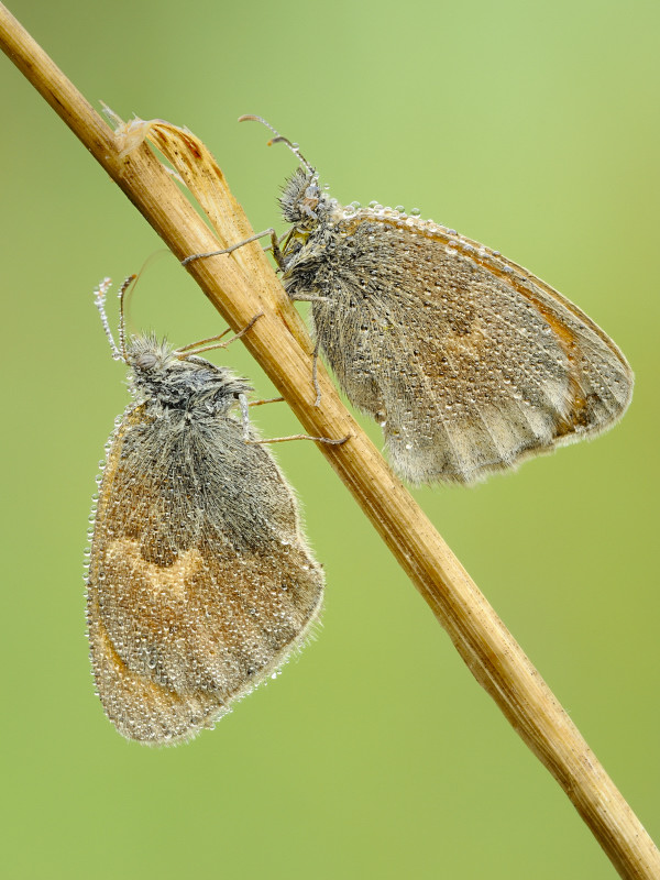 ID lepidotteri - Coenonympha pamphilus